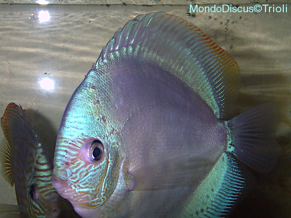 L'intervista: Mario Trioli