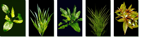 Le Piante da inserire nelle vasche dei Discus