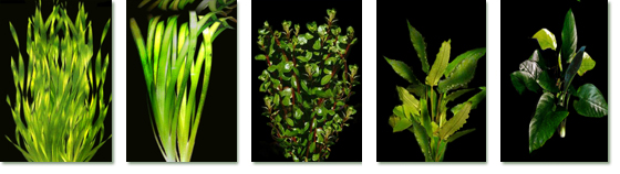 Le Piante da inserire nelle vasche dei Discus