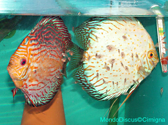 coppia di riproduttori, piccoli di alcuni giorni e femmina white dragon