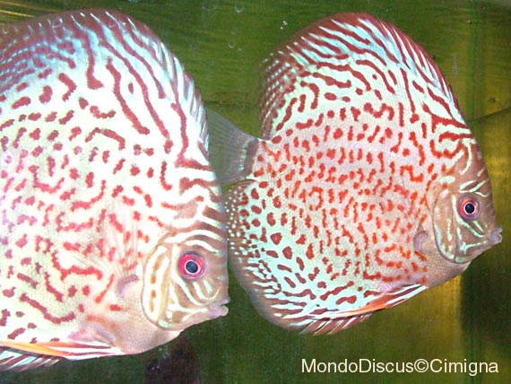 riproduttori di leopardskin