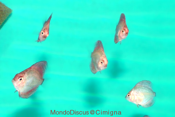 piccoli di white dragon di 5 settimane di vita