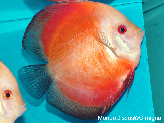 riproduttore maschio di red melon