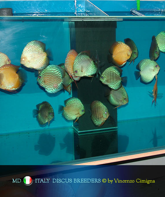 riproduttori discus