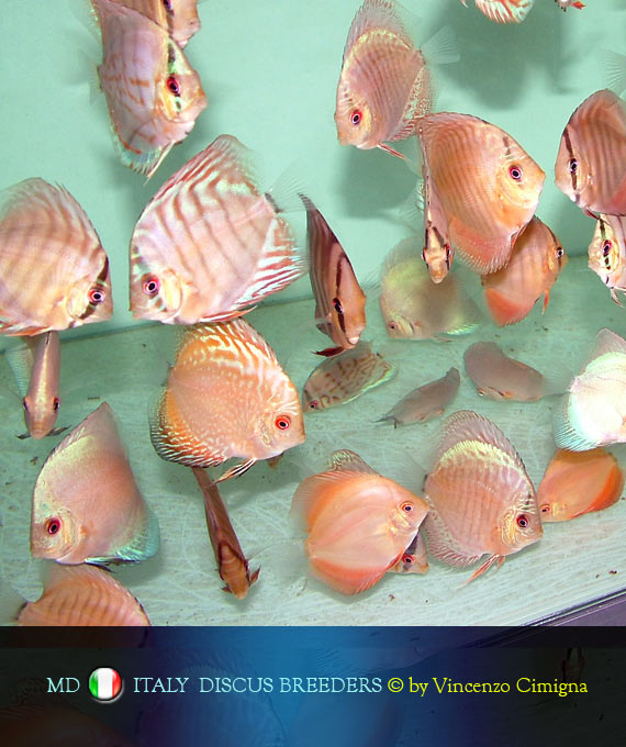 discus adulti