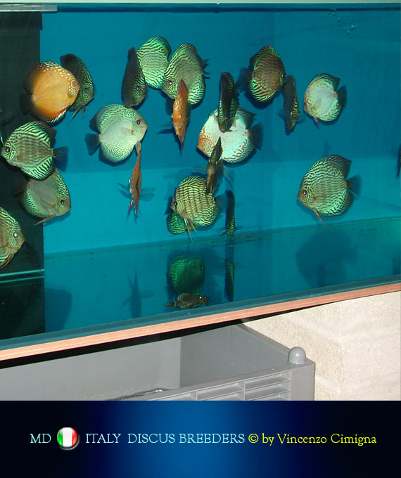 riproduttori discus