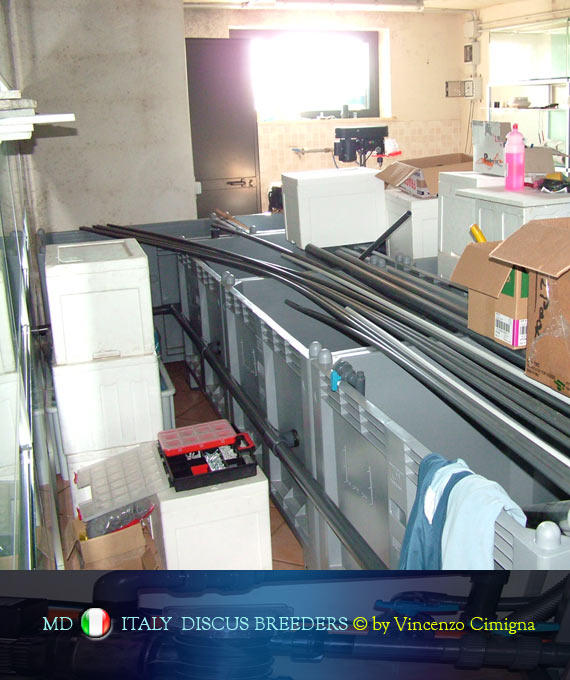 stabulazione disscus