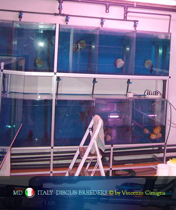 la stanza delle coppie di discus