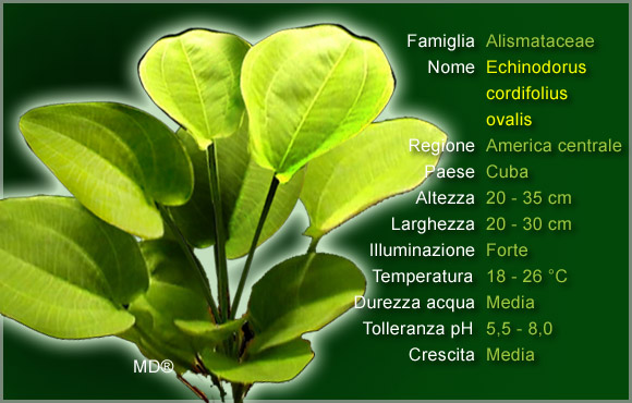 Piante per Discus: l'Echinodorus Cordifolius Ovalis