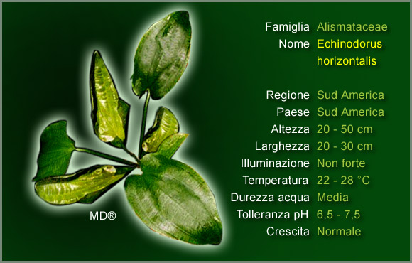 Piante per Discus: l'Echinodorus Horizontalis