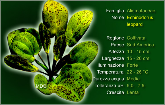 Piante per Discus: l'Echinodorus Leopard