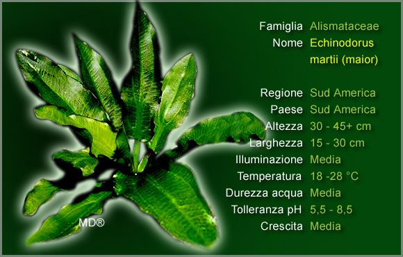Piante per Discus: l'Echinodorus Major