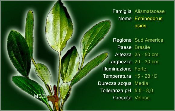Piante per Discus: l'Echinodorus Osiris