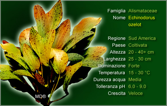 Piante per Discus: l'Echinodorus Ozelot