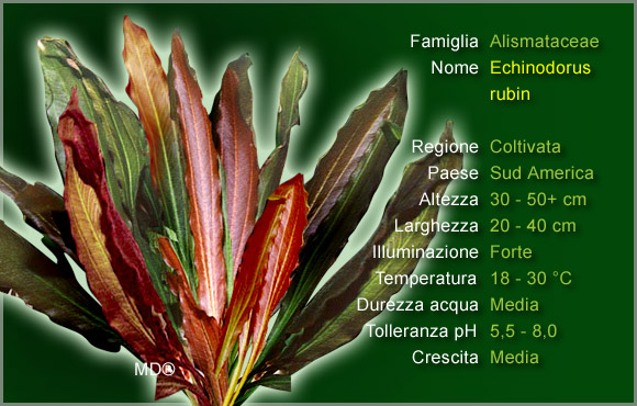 Piante per Discus: l'Echinodorus Rubin