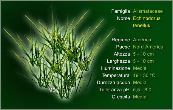 Piante per Discus: l'Echinodorus Tenellus