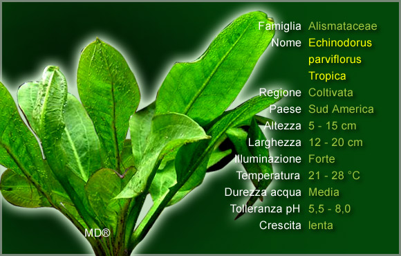 Piante per Discus: l'Echinodorus Tropica