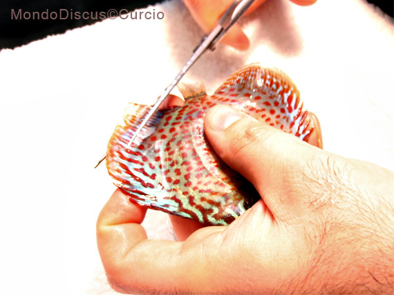 mani di forbici, sala operatoria