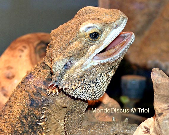 Un esemplare di Rettile della Mostra Esotica Di Perugia 2008