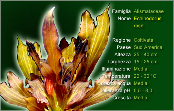 Piante per Discus: l'Echinodorus Rosè