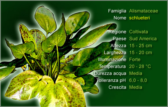 Piante per Discus: Shlueteri