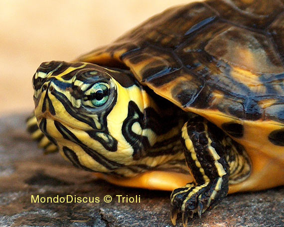 Una tartaruga della Mostra Esotica Di Perugia 2008