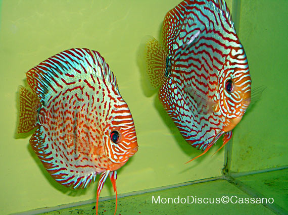 Fabio Cassano su MondoDiscus.