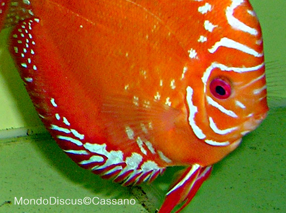 Fabio Cassano su MondoDiscus.