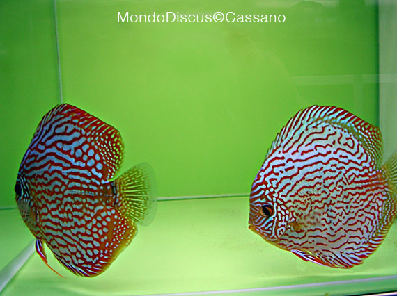 Fabio Cassano su MondoDiscus.