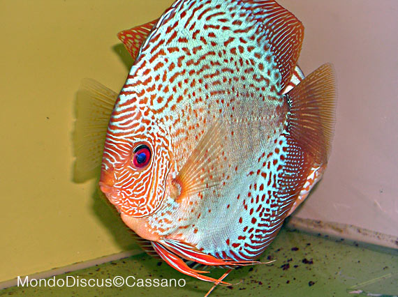 Fabio Cassano su MondoDiscus.