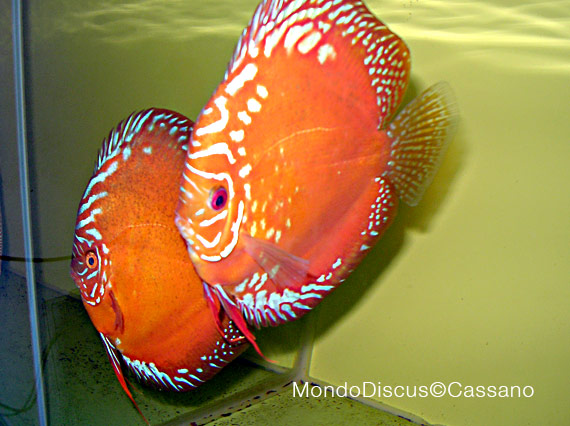 Fabio Cassano su MondoDiscus.