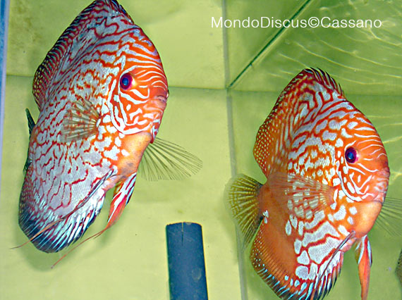 Fabio Cassano su MondoDiscus.