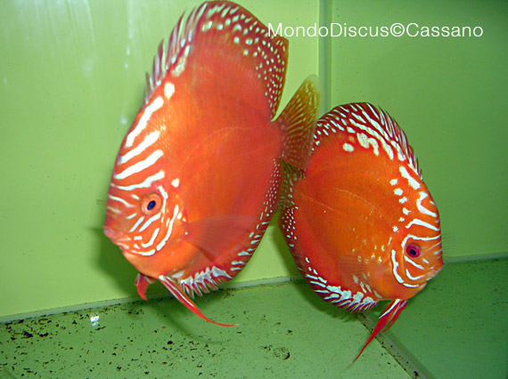 Fabio Cassano su MondoDiscus.