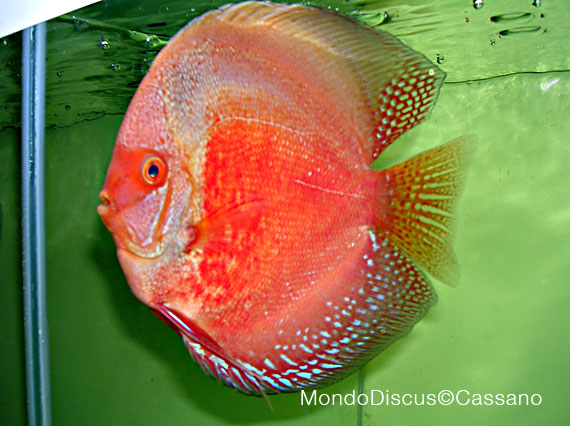 Fabio Cassano su MondoDiscus.