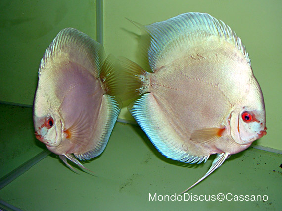 Fabio Cassano su MondoDiscus.