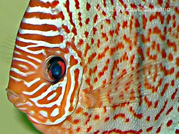 Fabio Cassano su MondoDiscus.