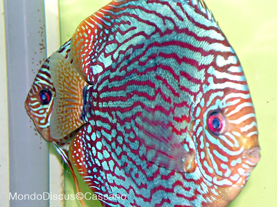 Fabio Cassano su MondoDiscus.