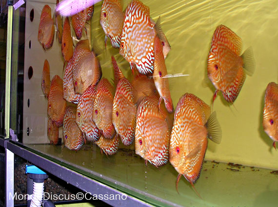 Fabio Cassano su MondoDiscus.