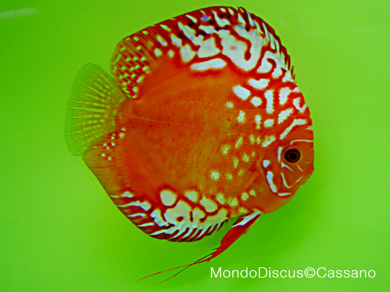 Fabio Cassano su MondoDiscus.