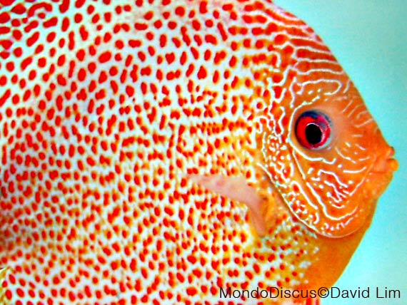 David Lim is on MondoDiscus.