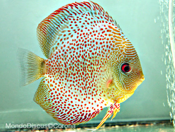 David Lim is on MondoDiscus.