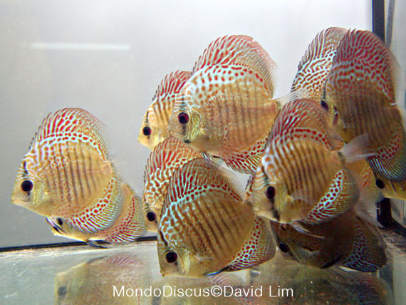 David Lim is on MondoDiscus.