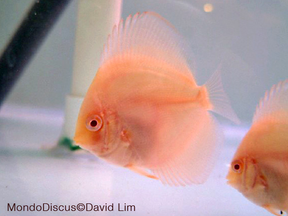 David Lim is on MondoDiscus.