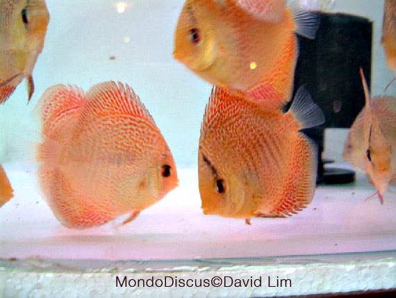 David Lim is on MondoDiscus.