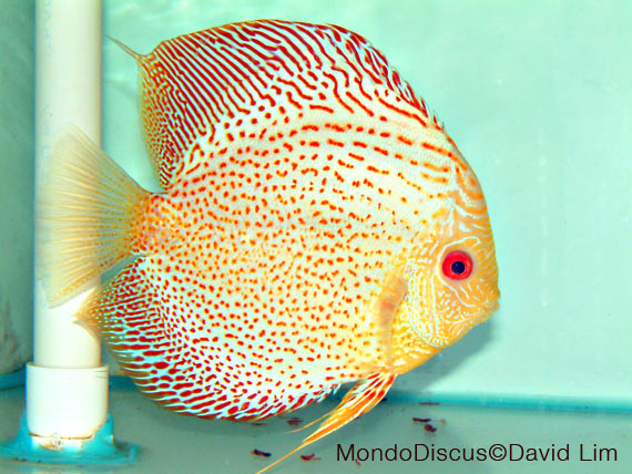 David Lim is on MondoDiscus.