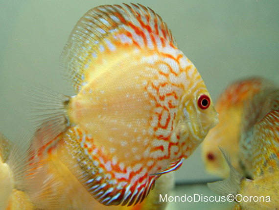 Marcello Corona su MondoDiscus