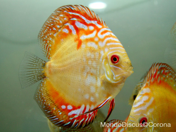 Marcello Corona su MondoDiscus