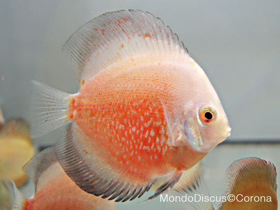 Marcello Corona su MondoDiscus