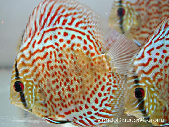 Marcello Corona su MondoDiscus