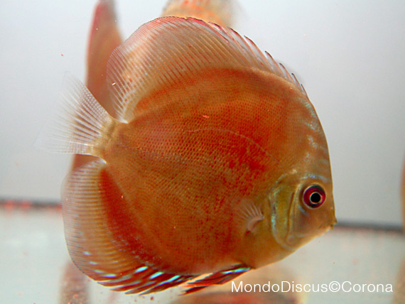 Marcello Corona su MondoDiscus